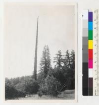 Redwood. A girdled redwood, branchless snag, just south of Hartsook Grove, near Humboldt-Mendocino County line. Girdled perhaps in 1890's by a settler to remove competition from an orchard. Must have been a very long-crowned limby open-grown tree and fast grown. Diameter 114" breast high, excluding bark and some sapwood. 190' high and about 250 years old. See also 7165. 7-13-42 E.F