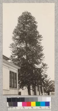 Large Monkey Puzzle tree (Araucana imbircata) in Salinas, California. It is about 17.5" diameter at breast height and 50 ft. tall. Note the large male flowers which look like cones. Metcalf. May, 1928