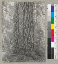 Sugar pine trunk and bark characteristics. 46 inches diameter at breast height. Spring Hill trail near Camp Califorest, Plumas County, California. May 27, 1939. E.F