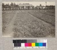 1-1 redwood transplants at Fort Bragg Nursery. Sept. 1, 1923