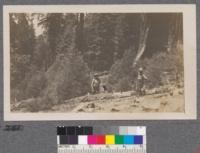 Sequoia reproduction on steep dry side of Redwood Mountain. S.W. exposure. Elevation 7000