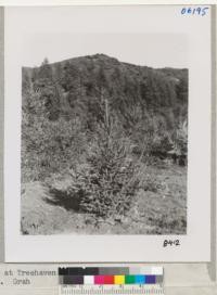 Jan. 1950. 6 year-old Norway Spruce at Treehaven Christmas tree plantation. Tree about 4 1/2 feet tall. Grah