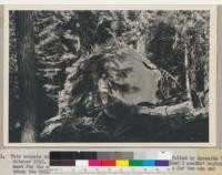 This sequoia on the Cutler property near Whitaker's Forest was felled by dynamite in October 1947. It has a stumpage value of about $500 and provided 3 months' employment for the man who made the 7700 posts and similar occupation for two men and truck the following year. Nov. 1948. Claude Jackson