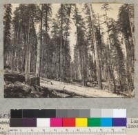 Redwood. Selective logging. Pacific Lumber Company. Monument Creek Landing No. 6. Chopping almost completed. 4-8-39. E. F
