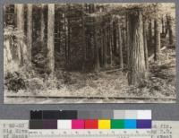 A 40- to 60-year-old second growth stand of redwood and fir. Big River near Mendocino, California. Track is logging railroad of Mendocino Lumber Company. This growth extends over great area. Is thrifty. Trees measure over 20" in diameter and 90' high. E.F. April 1921. [Handwritten addendum to caption reads:] This later became the Big River Cutting Plot of 1923