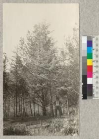 21 year old Deodar cedar at Henninger Flat. Has made good growth in spite of difficulties. Metcalf. February, 1926