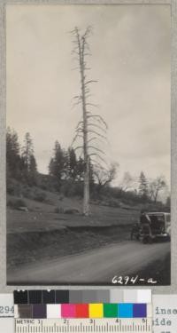 Crose and Grah with insect-killed ponderosa pine beside the road to Whitaker's Forest on Red Hill April 12, 1942. Metcalf