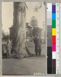 The Bishop William Taylor Blue Gum, Eucalyptus globulus, at corner of Central and Park Streets, Alameda, raised from seed sent by Bishop Taylor from Australia in 1863. 45.9 inch diameter at breast height x 90 ft. x 85 ft. crown diameter. February 1939. Metcalf. Harry Butterfield in photo