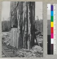 Redwood. To show bark characteristics. Ridges 9" thick. "D" line, Hammond Redwood Company Big Lagoon area. Maple Creek, Humboldt County. Tree is 9 feet in diameter. Top shown in background of #6970. 7-28-40, E.F