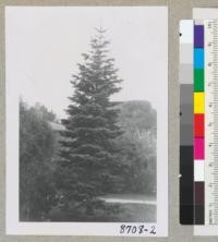 Red fir--Abies magnifica--as a planted tree about 25 years old at 1314 Euclid Avenue in Berkeley on front lawn. With Ray Isle. A very beautiful specimen. March, 1955