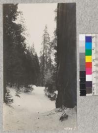 Snow scenes at Whitaker's Forest. April, 1929. Metcalf