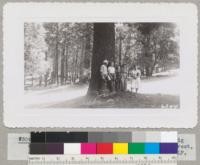 Some of the Metcalfs and guests beside the big sugar pine east of Live Oak Lodge, Whitaker's Forest, July 1942. Metcalf