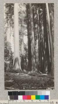 Redwood Bowl contains about as fine a group of Sequoias as is to be found anywhere. One can count over 100 large trees from one spot. Metcalf. July, 1928