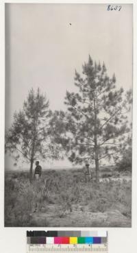 Pinus sabiniana at left, Pinus coulteri at right. 15 years old. La Purisima Mission plantation near Lompoc, Santa Barbara County. S.A. Anderson & G. Northman. April 1952. Metcalf