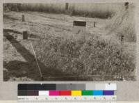 Quadrats #9 and #5, Wood's Ranch, Danville, June 21, 1928. H.E.M