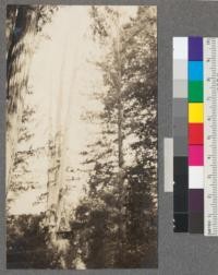 Triple-spiked-top redwood tree, over 12' in diameter at base. At school near Branscomb, Mendocino County, California. May 1920, E.F