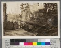 A muddy rollway. Grays River operation of Portland Lumber Company. The first brow skid came level to the top of the car. The end of the second one which was necessary can be seen and still the mud continued to pour over the tracks. In rainy weather it was necessary to sluice the track out all the time so the cars could be gotten out