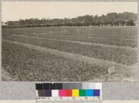 600,000 redwood transplants in the Union Lumber Company nursery at Fort Bragg, April 1926. Metcalf