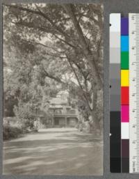 The Bidwell Mansion, Chico, California from Walnut Drive. Large Juglans hindsii overhanging the drive