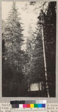 Camp Califorest. Photo taken to show the 1931 condition of a white fir tree about 60 inches diameter at breast height standing northeast of the main club-house. The tree was tagged No. 441 on July 18, 1931. Approximately 6 feet of the top is dead. The rest appears thrifty. The top has been dead for over two years. The tree will be photographed again at two-year intervals. E.F. July 1931