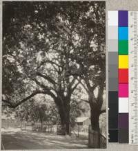 Juglans hindsii, California Black Walnut. On Combs Ranch, at Phillipsville, Redwood Highway near Miranda, California. Farthest tree measures 63 1/2'' diameter at breast height and is 100+ high. South branch over road is 65-70 feet long. Planted about 1870. E.F. Aug. 3, 1932