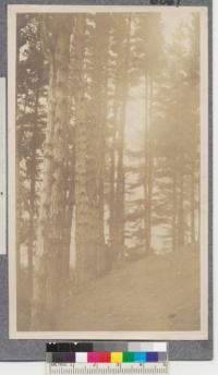 Thirty-year-old Monterey Pines. The original planting was in lines twenty feet apart and six feet in the rows. Other species were interplanted but these were rapidly suppressed, this resulting in an excessive amount of branches on the pines. One of these trees at thirty years of age was 28" diameter at breast height, height 130 ft., and had a volume of 160.7 cubic feet, exclusive of bark and branch wood. This tree grew at an elevation of 639 ft. near a stream