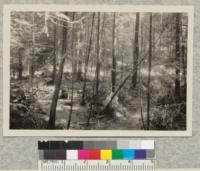 Thinning in secondgrowth redwood about 50 years old removing cordwood. Lands of the Pacific Lumber Co., Humboldt County, Calif