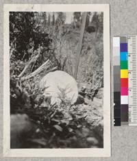 Early Cone Production in Redwood. A 1-1 transplant tree set out in fair soil on a brushy slope in Mendocino County produces a cone when three years old. Cone was fully developed and open when found. Photo by L. C. Merriam