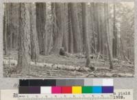 White Fir. Butte Creek Plot #8. Not included in yield study. Age 120 years. Schumacher, 1925