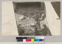 Two California Wood-rats in cage at Union Lumber Company nursery. These rodents did a large amount of damage in cutting off planted trees in Dec. and Jan. 1924. They seem to favor Douglas Fir and in some places cut as high as 40% of this species