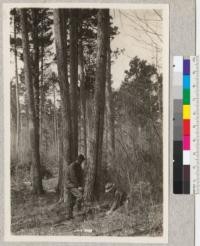 Norway Pine, Itasca Park, Minnesota. G. M. Conzet with spade