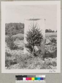 Treehaven Plantation. Oct. 1952. A well shaped "turn-up" Douglas fir 4 yrs. after original tree was cut. Duplicate in 35 mm film. Metcalf