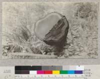 Butt end of a "second growth" redwood tree about 33 years old. Cut for marine piling, but was too thick and a 20 ft. section was left in the woods. Note width of growth rings and sap. Preston Place, Arcata California. June 1922. E.F