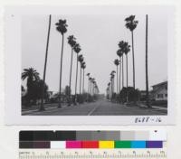 Mexican Washington palms, Washingtonia robusta, along S. Hidalgo St. Alhambra, with silhouette of Phoenix canariensis at left. Metcalf. April 1953