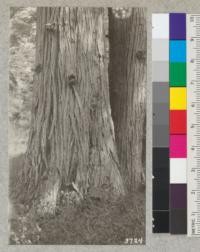 Detail of bark of good sized Monterey Cypress at Cypress Point, Del Monte Forest November, 1925