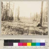 Ponderosa pine seedlings at Ponderosa Camp of McCloud River Lumber Coompany. Dense growth between the two tracks in space cleared in 1927 with bulldozer (in spring 1927). Seed fell on area the following fall. June 1, 1935. E. F