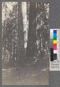 Large Redwood trees at entrance to Montgomery Grove, near Ukiah. (2 miles from Orr's springs), Mendocino County, California. Trees are on lands of Standish, Hickey Lumber Company. April, 1920. E. F