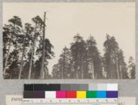 Tops of the trees on the University of California redwood property above Ryan's Slough (Bear Gulch) looking east. E. Fritz, October 1929