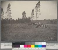 Eucalyptus longifolia and tereticornis cutting for firewood and telephone posts. Posts $2.00 each. 9 acres cuts 290 posts and 684 meters firewood