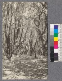 Influence of site on a stand of California Laurel. This view is about 600 feet elevation on ridge east of Inverness. An occasional Live Oak or Bishop Pine is found in the mixture. September 1921