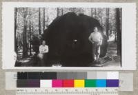 A large section of Sequoia gigantea at Whitaker's Forest shows much interesting history in the rings, 25 feet above ground. Metcalf