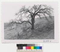 The oak in Tehachapi Mountains above Oak Creek Pass Road. See photos by Lowdermilk in Oct. 1933. Heavy sheep grazing has worn down gulleys shown then