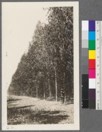 The Hayne plantation of Eucalyptus globulus at Morro Bay, San Luis Obispo County, California. Looking north along roadway through plantation which leaves main road opposite old ranch house. A small arboretum of several species situated just behind this house. Metcalf, May, 1916