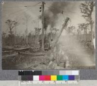 Loading Cypress logs on cars at same operation pictured in preceeding picture. D. T. Mason '19