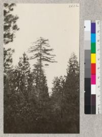 A characteristic top of a mature Sugar Pine seen above some 26 year-old reproduction of Sugar and Yellow pine and fir, about one mile from Pino Grande, California. Michigan-California Lumber Company. May, 1925