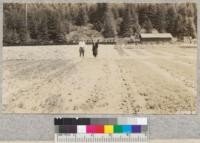 Redwood seedbeds at Scotia, August 1930. Those at left from 1928 seed, those at right from 1929 seed; both sown Spring, 1930