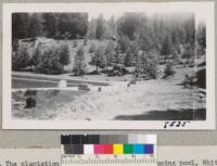 The plantation between the road and the swimming pool, Whitaker's Forest, was started about 1936 with ponderosa pine, big tree and Coulter pine and occasional trees of other species. The Douglas fir planted in the spring of 1941 by Ralph Waltz is shown in the foreground. Purning of lower branches from some trees was started in the fall of 1948. June 1950. Metcalf