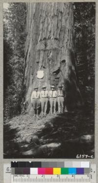 State Forester Pratt, Rangers Cecil Metcalf and Evan Joy and Civilian Conservation Corps Supt. Smith at State Forester's Tree, Whitaker's Forest, July 25, 1937. Metcalf