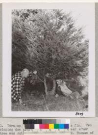 Jan. 1950. Turn-up tree developing on Douglas fir. Two stems developing due to improper pruning one year after original tree was cut. Metcalf and caretaker N. Thomas of Treehaven. Grah