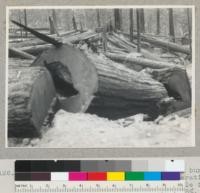 Redwood Region. Results of an untimely burn. Holmes-Eureka Lumber Company, Salmon Creek operation. A rift crack in a 16' log burned to a hole full length. Loss by fire in this one tree 35%. No rot on stump nor at top of merchantable length. See also #7127-7128. 7-20-42, E.F